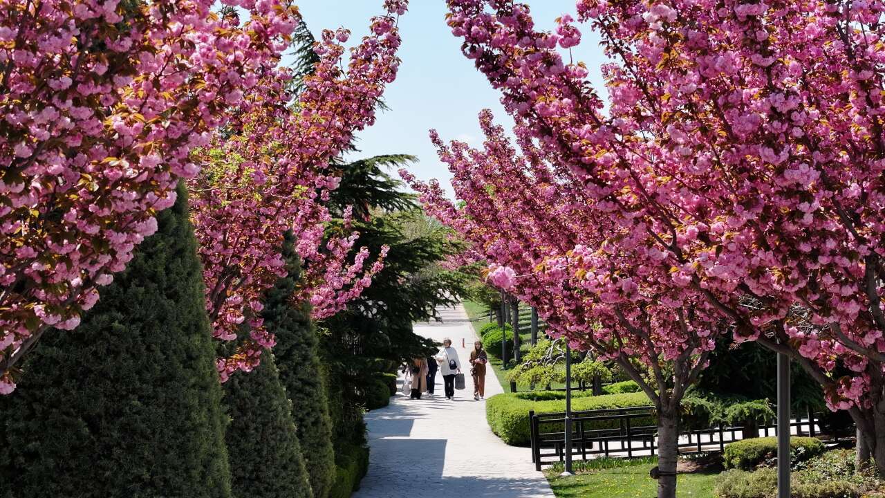 Burası Japonya değil, Konya! Sakuralar çiçek açtı 8